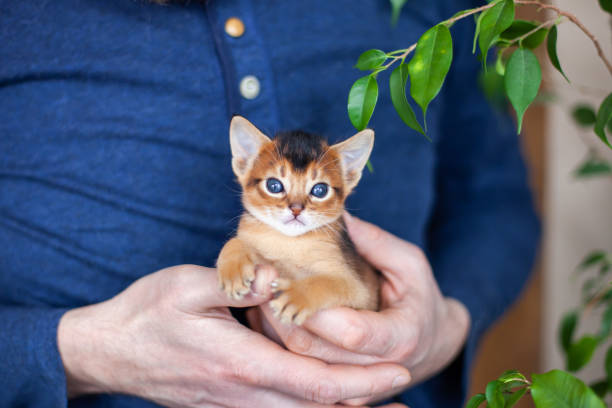 istock Adorable abyssinian ruddy kitten sitting in mans hands. 1464413532