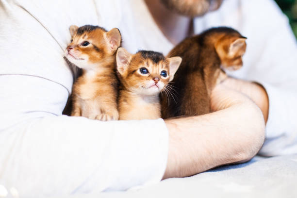 istock Mans hand around abyssinian ruddy kittens close up. 1464413549