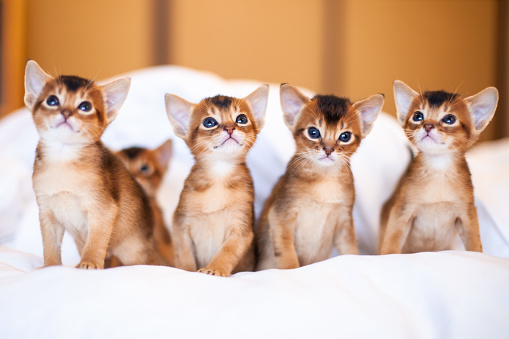 Abyssinian ruddy kittens sitting on a bed. Cute one month old kitten looking up.