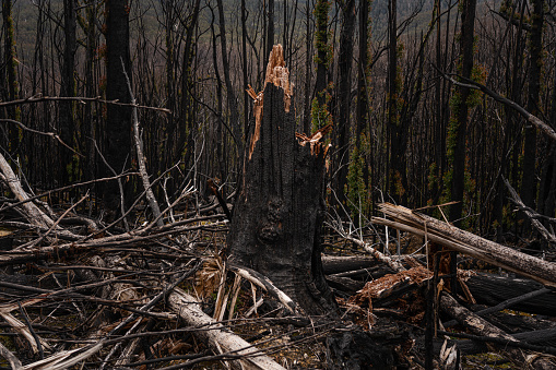 A shot of a forest after bushfire damage in Tasmania, Australia