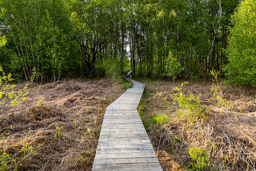 A hiking trail on wooden boardwalks through the Todtenbruch Moor in the Raffelsbrand region