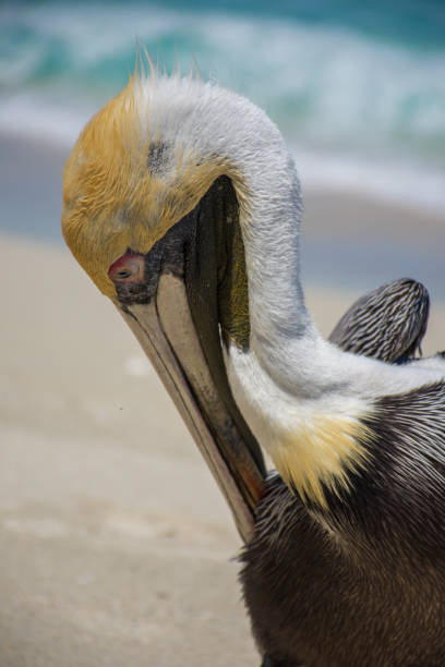 istock Majestic brown pelican at the beach - side view 1464414000