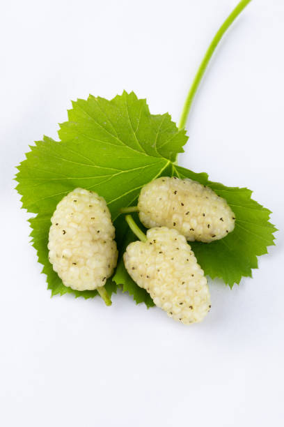 istock Closeup of three fresh white mulberries set on a bright green leaf on a white background 1464414158