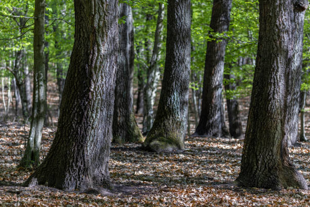 istock Springtime in a sessile oak (Quercus petraea) forest in Hungary 1464414216