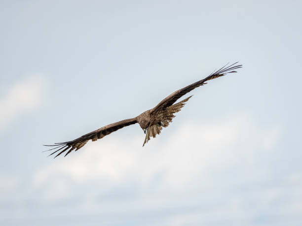 istock Black-eared kite flying in the sky 1464415405