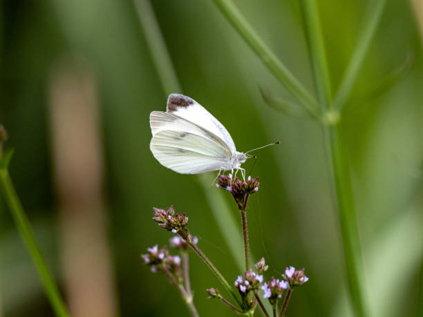 istock Delicate cabbage white butterfly on a blurred green background in a sunny exotic forest 1464415493