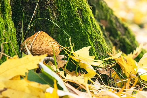 A closeup shot of tree mushrooms