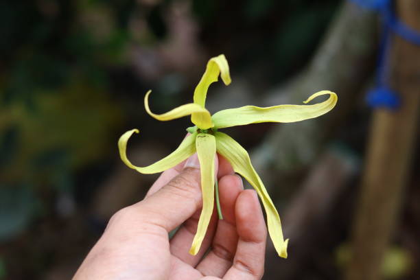 istock Ylang-Ylang flowers 1464416069
