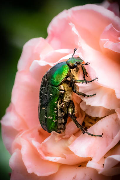 istock Green green rose chafer and roses 1464417014