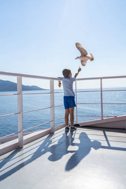 Girl feeding birds on ship Small boy is feeding seagulls in their flight ferry deck girls stock pictures, royalty-free photos & images