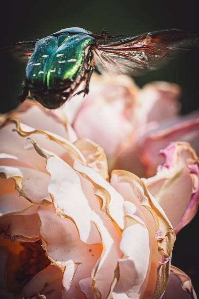 istock Green green rose chafer and roses 1464417068