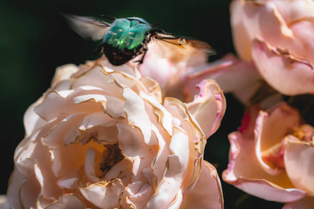 istock Green green rose chafer and roses 1464417072