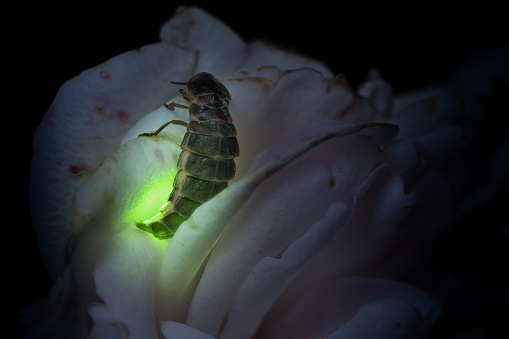 Female firefly common glowworm Lampyris noctiluca sitting on a rose blossom glowing in the dark.