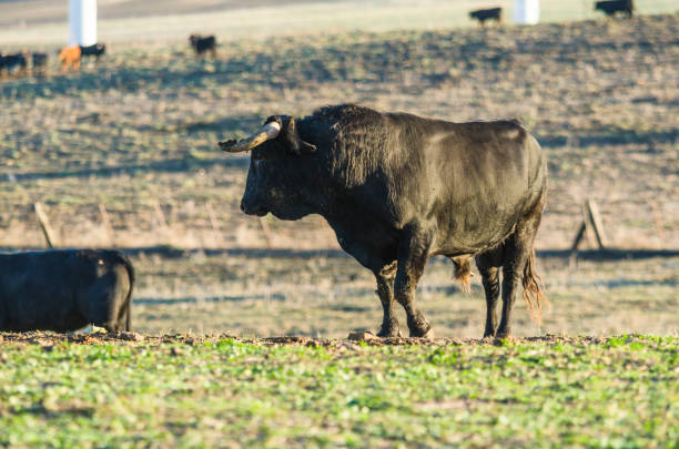istock Fighting bull in the field, Spain. 1464418267