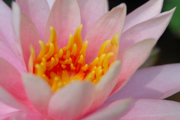 istock Beautiful pink lotus in a pond 1464418578