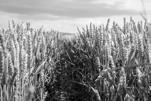 Black and white wheat field in summer light