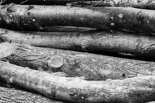 Tree trunks laid on top of each other in black and white