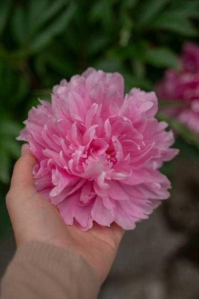 istock Selective of a pink peony flower in a hand 1464418817