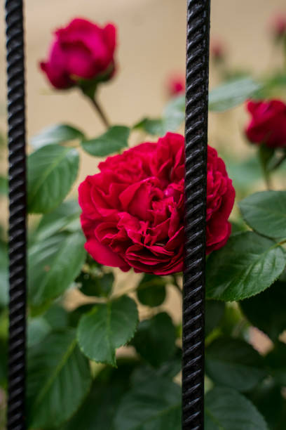In the summer, rose is blooming, close-up