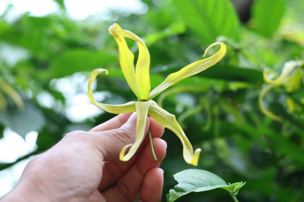 istock Ylang-Ylang flowers 1464418991