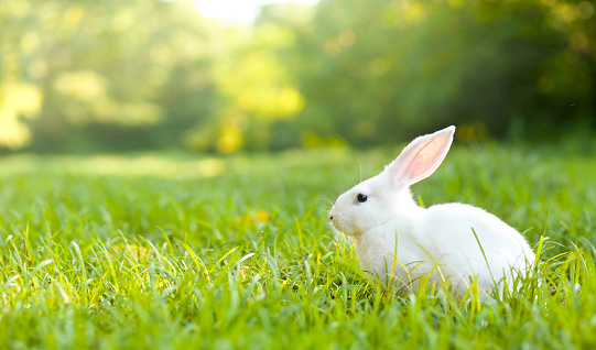 a white rabbit on a green sunny lawn