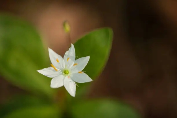 Photo of A chickweed wintergreen with a brown background