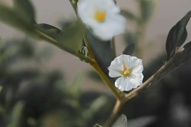 A selective focus shot of white garden tree-mallow flowers outdoors