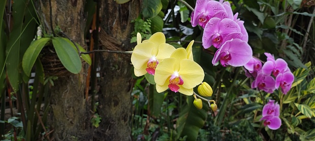 Flower orchid in pot is on tree trunk of flower garden area.