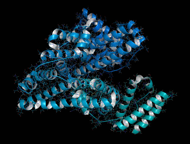 Human serum albumin protein, 3D rendering. Cartoon & wireframe r Human serum albumin protein, 3D rendering. Cartoon & wireframe representation, backbone gradient coloring. colloid stock pictures, royalty-free photos & images