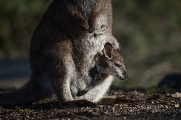 A closeup of a red-necked wallaby with a joey in its pouch