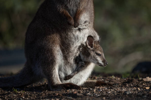 крупный план красношейного валлаби с джоуи в сумке - wallaby kangaroo joey tasmania стоковые фото и изображения