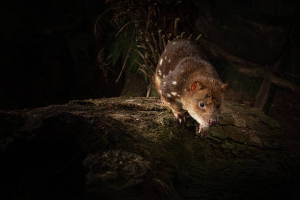 Closeup shot of a Tiger Quoll, Spotted-tail Quoll in Tasmania, Australia A closeup shot of a Tiger Quoll, Spotted-tail Quoll in Tasmania, Australia spotted quoll stock pictures, royalty-free photos & images