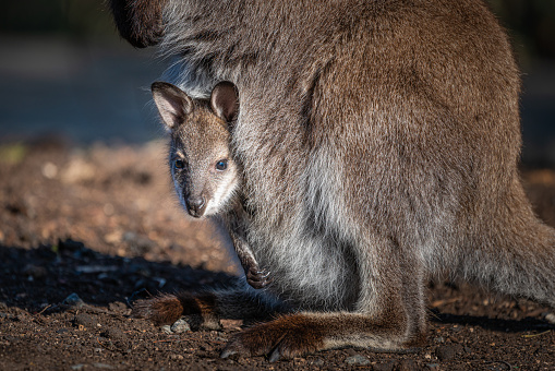 A closeup shot of a wallaby with joey in mother's pouch on a sunny day