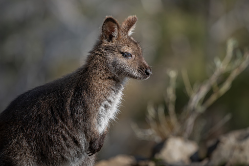 A closeup of a red-necked young wallaby