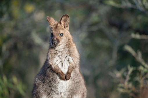 A closeup of a red-necked wallaby in the wild