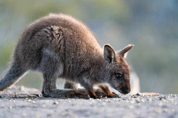 zbliżenie na czerwonoszyjego wallaby joeya na wolności - wallaby kangaroo joey tasmania zdjęcia i obrazy z banku zdjęć