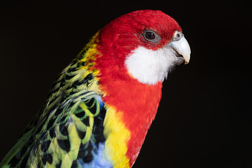 A closeup shot of a Red Rosella on a dark background