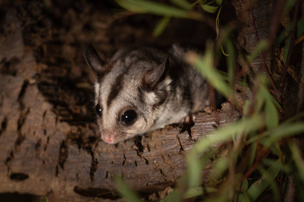 istock Closeup of an adorable sugar glider 1464423489