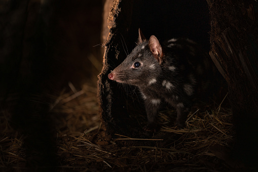 A closeup of an eastern quoll in the zoo