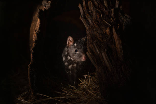 Closeup of an eastern quoll in the zoo A closeup of an eastern quoll in the zoo spotted quoll stock pictures, royalty-free photos & images