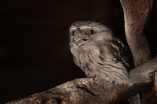 A closeup of a tawny frogmouth on a tree in a zoo