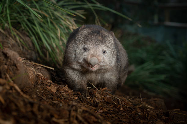 gemeiner wombat auf dem boden in tasmanien, australien - wombat stock-fotos und bilder