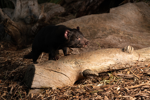 A closeup shot of a Tasmanian Devil on the ground in Australia