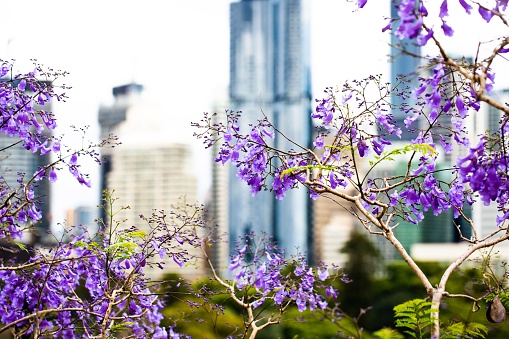 A beautiful purple Jacaranda mimosifolia tree with the city in the background, Brisbane, Australia