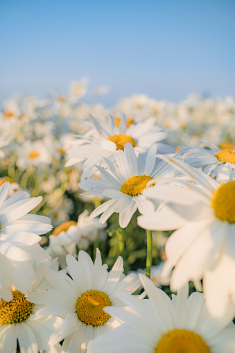 The Beautiful chamomile flowers in meadow with the blurred background