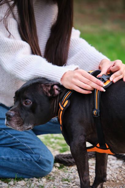 istock Unrecognizable woman putting on dog harness at a pine forest. 1464426066