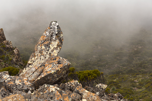 A landscape of rocks and greenery covered in the fog in Hartz Mountains National Park, Australia
