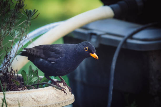 A common blackbird captured in German Amsel
