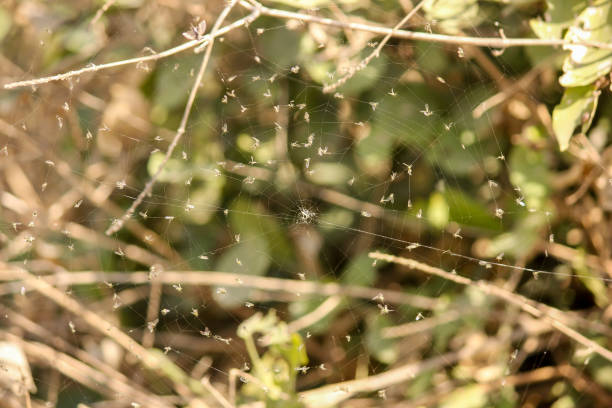 istock View of a spider web among the tree branches 1464426629