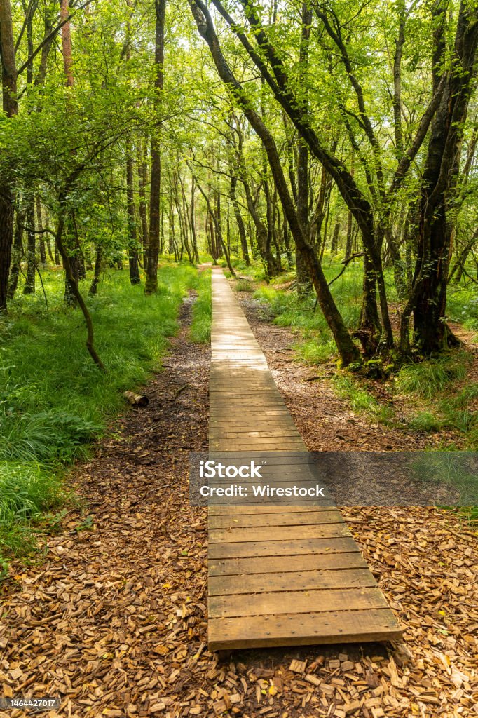 Vertical shot of a wooden footpath at Lake Paimpont in the Broceliande forest in Brittany, France A vertical shot of a wooden footpath at Lake Paimpont in the Broceliande forest in Brittany, France Foret de Paimpont Stock Photo